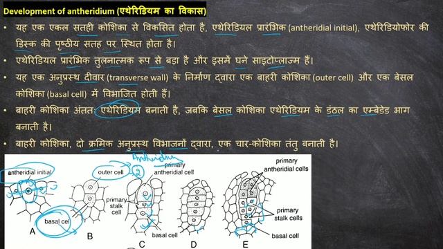 MARCHANTIA ||  Sexual Reproduction/लैंगिक प्रजनन || Antheridiophore (एथेरिडियोफोर) || Botany