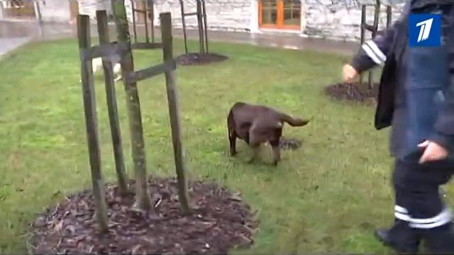 Налогово-таможенный департамент "принял" на службу четверых щенков смотреть онлайн