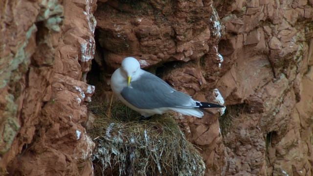Dreizehenmöwe, Helgoland, Mai 2018 смотреть онлайн