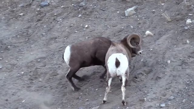 Can These Animals Escape from the Death ? | Body Part Which Can Kill Themselves смотреть онлайн