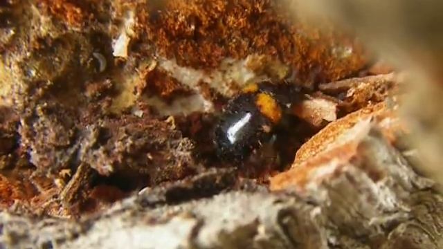 Diaperis boleti смотреть онлайн