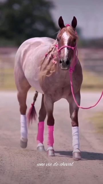 Barbie horse? 🩷🤩 #barbie #horse #shorts #cute смотреть онлайн