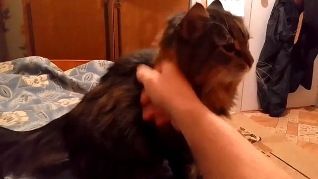 Кот Марс Мурлыка. Ласковый и нежный зверь. смотреть онлайн