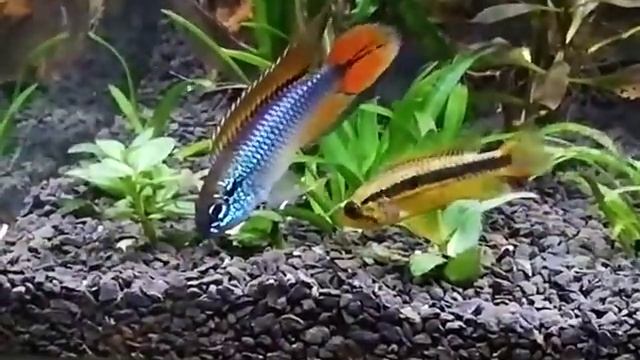 Apistogramma agassizii double red смотреть онлайн