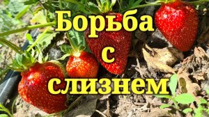 Как бороться со слизнем на клубнике