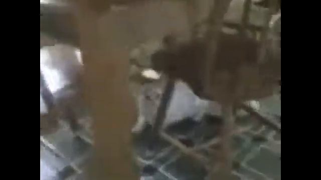 Смешная нарезка про забавных кошек смотреть онлайн