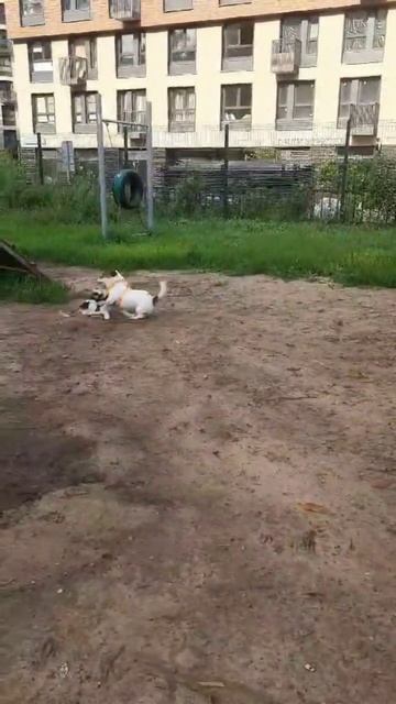 Бигль VS Джек Рассел. Щенок бигля Лекса 3,5 месяца. #beagle #jackrussell #puppy #бигль #джекрассел смотреть онлайн