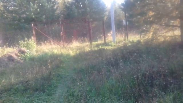 Грибное царство в Подмосковных лесах. Мещера. смотреть онлайн