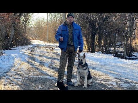 Девятый день ЗАНЯТИЙ-Восточно-европейская овчарка по кличке Рада-ОТРАБОТКА КОМАНДЫ КО МНЕ смотреть онлайн
