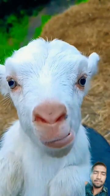 #goat #babygoats #funny #goatgoat #cute #animals #goatsworld #sheep #littlegoat #animal смотреть онлайн