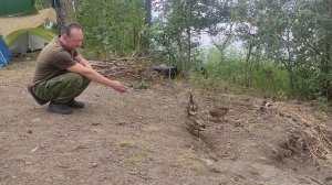 Кормление диких уток