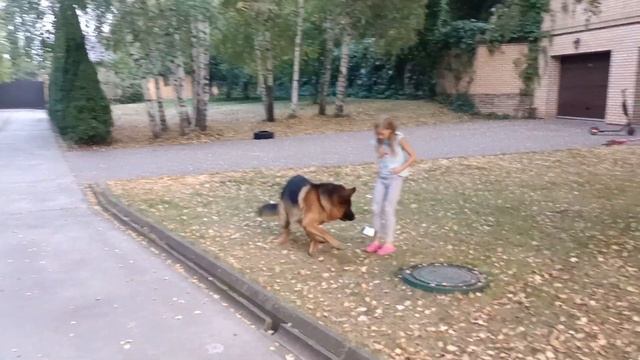 German Shefard Ray and Alena play with Bowl Episode 4 смотреть онлайн