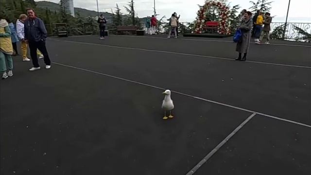 Ворон!!! смотреть онлайн