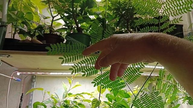 √3 леуцена светлоголовчатая