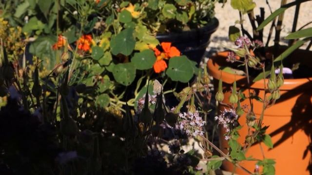 How to attract butterflies to your garden смотреть онлайн