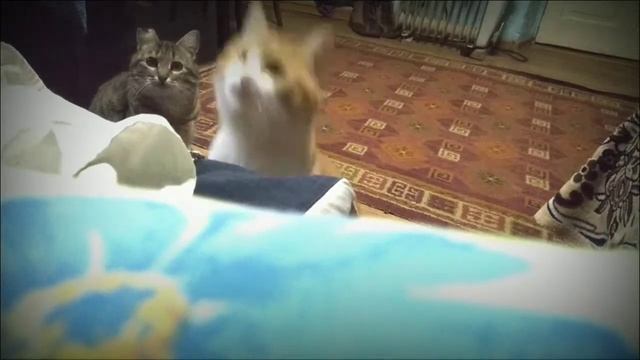 Мурка и Рыжик смотреть онлайн