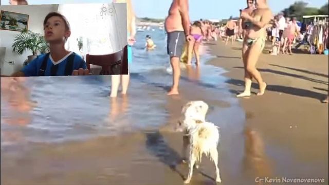смешные видео над собаками до 6 лет смотреть онлайн