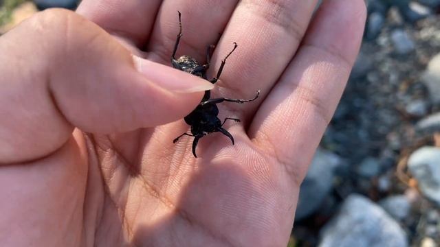 アシナガバチの群れを捕獲してみたら予想外の結果だった смотреть онлайн