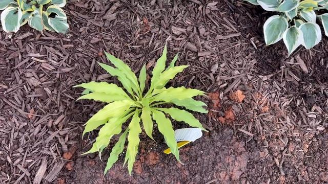 “Wiggles and Squiggles” hosta. You CAN buy plants off ETSY with confidence. смотреть онлайн