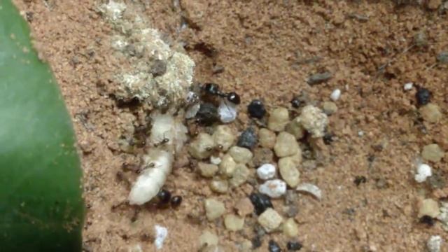 When the major ants come in...| pheidole spathifera eating a flourworm pupea смотреть онлайн