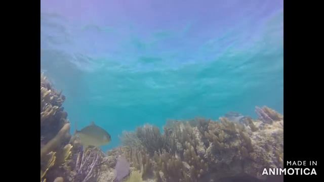 Cayman смотреть онлайн