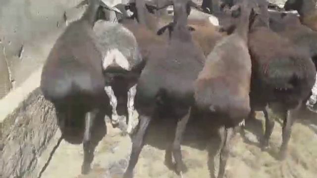 Гиссарские овцематки Узбекистана 2020 го года. смотреть онлайн