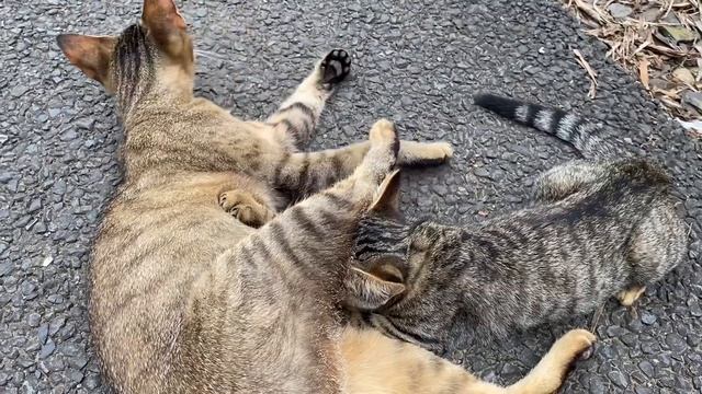 ミルクを飲みたい子猫のふみふみ【キジトラ猫・野良猫】 смотреть онлайн