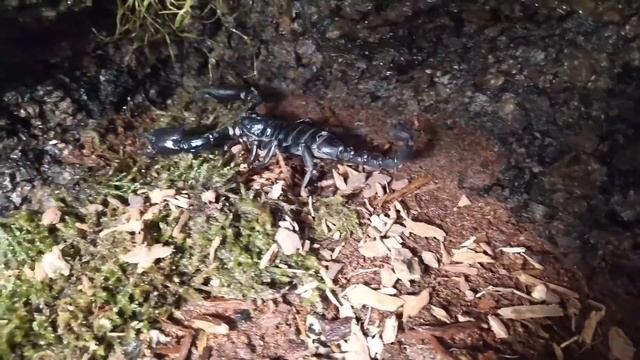 Warto było rok czekać !!! 😍 czyli...wylęg młodych Heterometrus silenus (ex. petersii) 🦂 смотреть онлайн