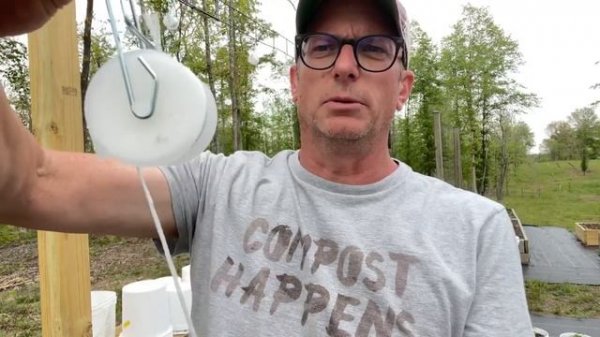 Growing Tomatoes in Buckets - Best Methods #tomato