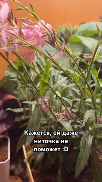 Гаура Emmeline #растения #цветы #гаура смотреть онлайн