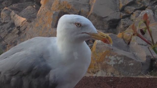 Чайкалюбопытная) смотреть онлайн
