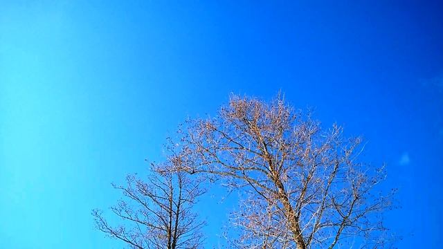 Синичкино пение. 16 марта 2018 г. смотреть онлайн