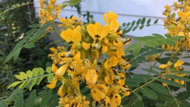 Bumble bee (Bombus bimaculatus) on Wild Senna (Senna hebecarpa) смотреть онлайн