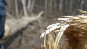 Любители сока осины