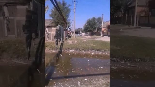 Погнали за гусями! смотреть онлайн