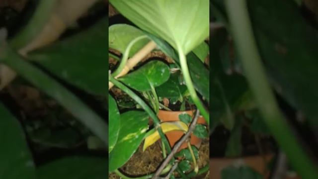 Tigerbeinmakifrösche - Phyllomedusa Hypochondrialis смотреть онлайн