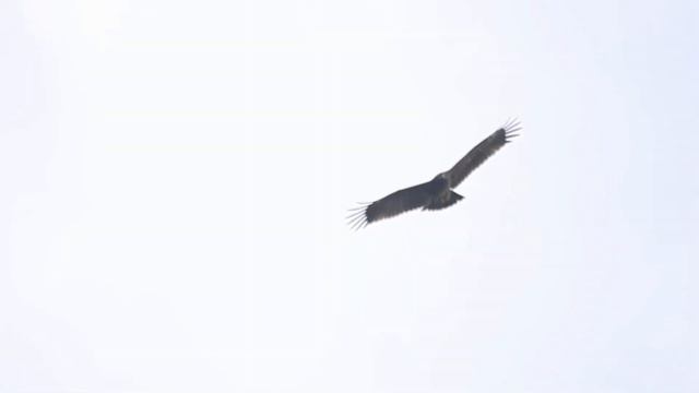 Greater Spotted Eagle (Clanga clanga) soaring in slow-mo смотреть онлайн