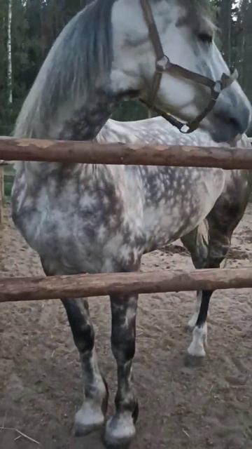 добрая лошадь ест из рук в зоопарке#shorts смотреть онлайн