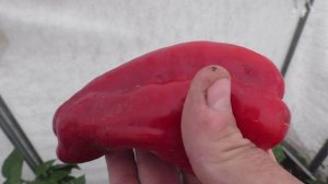 Перец МАМОНТЕНОК