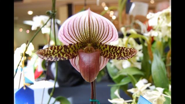 ORCHID SOCIETY SHOW & SALE 2012, Nanaimo, BC