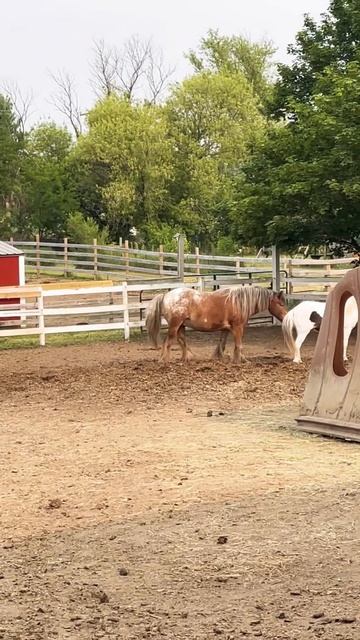 Pony Shenanigans! 🤪🐴 #horselover #horseplay смотреть онлайн