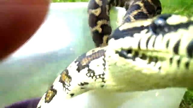 Why Do You Talk To Your Snakes смотреть онлайн