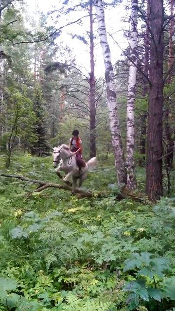 Конкур в лесу) смотреть онлайн