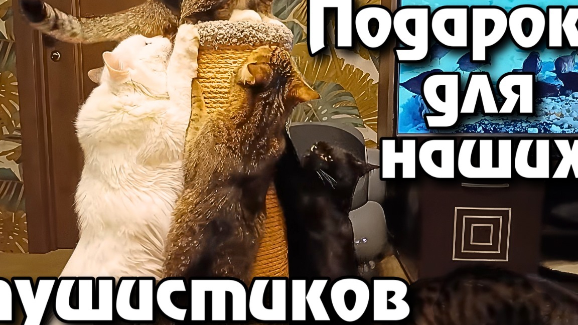 Подарок для наших пушистиков. смотреть онлайн