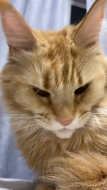 Знали?Мейн-кун представлять угрозу для людей😳и входит в список 10 самых опасных пород кошек в мире смотреть онлайн