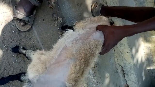 Alopecia /Hair loss in lamb смотреть онлайн