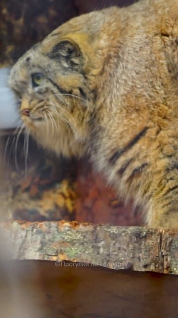 Манул Шу заметил, что за ним наблюдают #zoo #manul смотреть онлайн