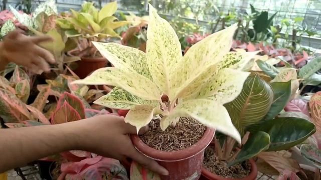 PROMO HARGA AGLAONEMA ROMOSAN DAN AGLAONEMA LOKAL📢📢,,, PART 2 WARDHANA FLORA смотреть онлайн
