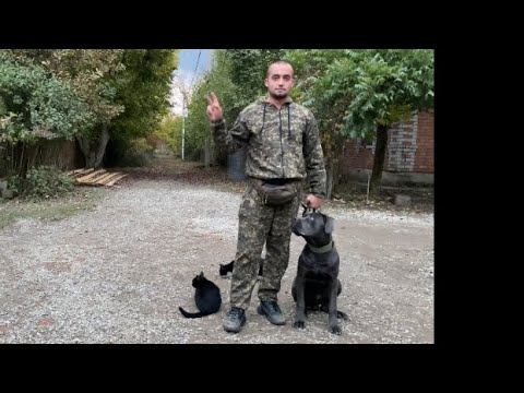 14-й День Занятий / Дрессировка Кане-корсо Грей 7 месяцев смотреть онлайн