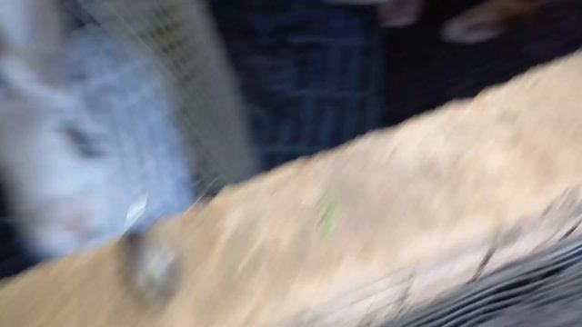вивод качинят! як справи в кроликах смотреть онлайн
